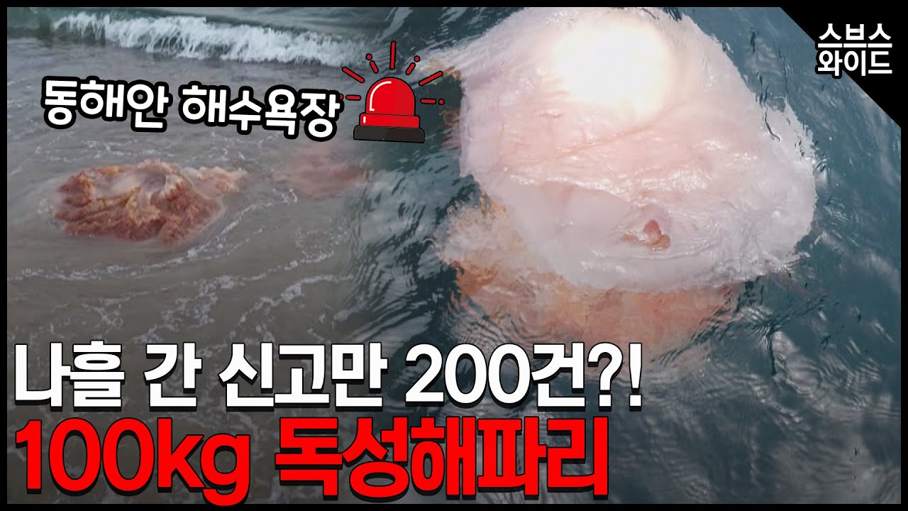 청상아리에 초대형 해파리까지 매우 매우 조심해야 합니다