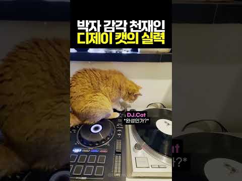 세상에서 제일 귀여운 디제이 #고양이 #귀여운고양이 #디제이캣 thumbnail