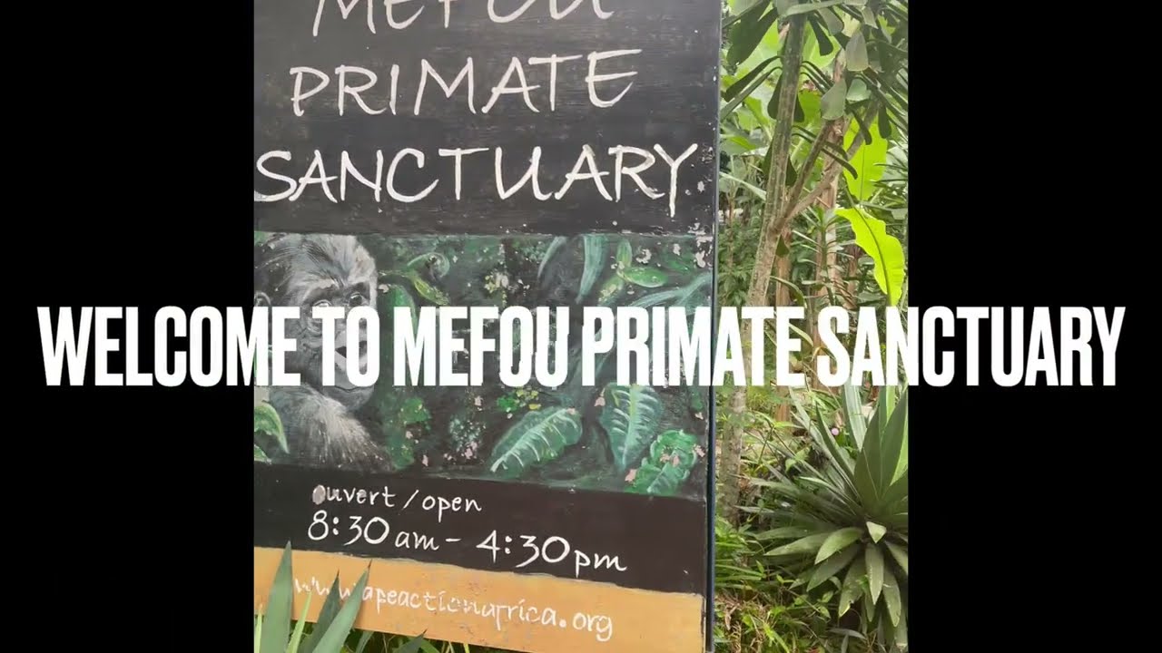 Mefou Primate Sanctuary ~ Yaounde, Cameroon