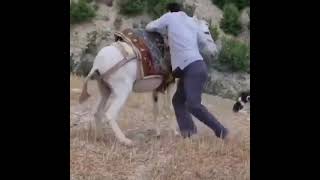 Funny Donkey Ridingfunny