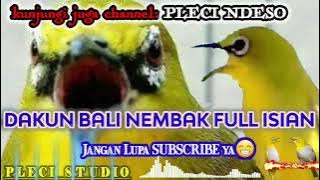 Pleci Dakun BALI Nembak Full isian PANCINGAN AMPUH!