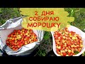 Собираю МОРОШКУ В Лесу\Какой Результат за Пару Часов?/ENG SUB