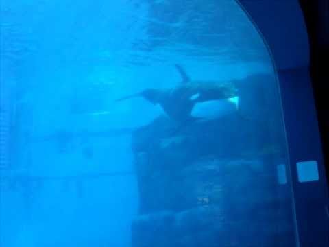 名古屋港水族館 イルカのパフォーマンスショー 10 09 14 Youtube
