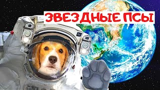 ПОРАЗИТЕЛЬНЫЙ ФИЛЬМ! Звездные псы. Документальные фильмы, фильмы про космос