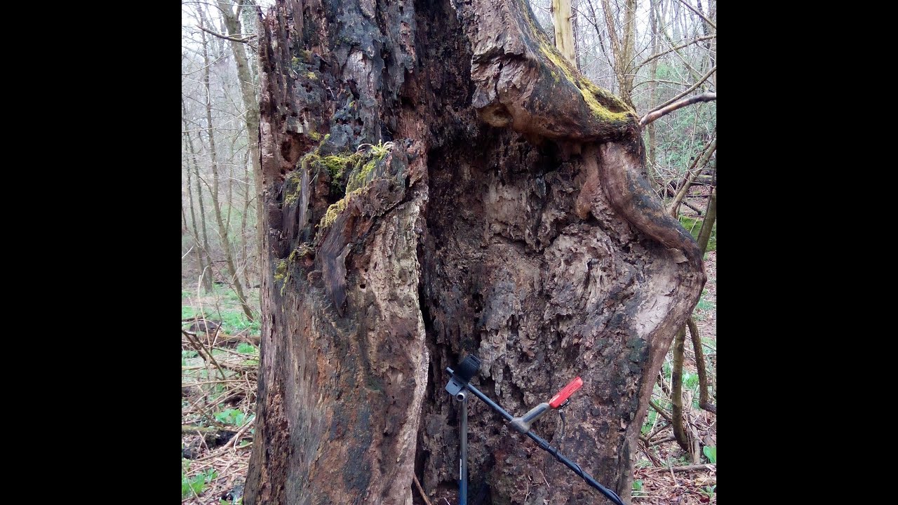 EQUINOX 800 Smacking Out Civil War Relics & An Old Witness Tree - YouTube