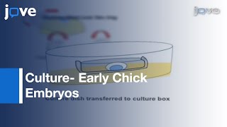 Celebrity Method: Culture Of Early Chick Embryos Ex Vivo (New Culture) l Protocol Preview Wealth