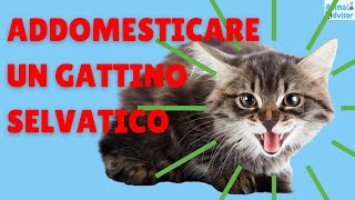 Come Addomesticare Un Gattino Selvatico by AnimalAdvisor 13,723 views 1 year ago 7 minutes, 13 seconds