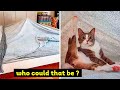 Cat Snapchats That Are Impawsible Not To Laugh At - Part 3