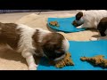 Cachorros Shih Tzu 20 días de edad | Primer Alimento | La Casita de los Shih Tzu