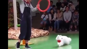 Cat Calculating Physics 🤣