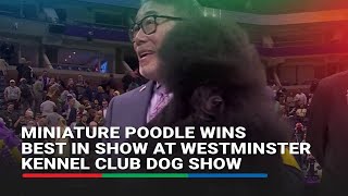 Miniature poodle wins Best in Show at Westminster Kennel Club Dog Show | ABSCBN News