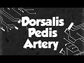 Dorsalis Pedis Artery | Lower Limb | Tamil #anatomy #relatemuch #humananatomy #medicalstudent 