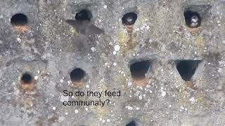 Sand Martins nesting in artificial wall