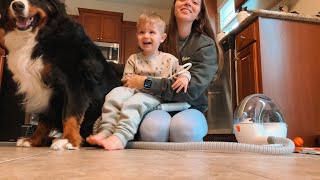 Toddler Grooms Bernese Mountain Dog by Benny Berner  2,433 views 3 months ago 6 minutes, 22 seconds