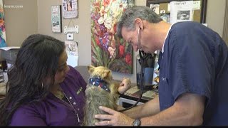 Can vaccines cause autism in pets