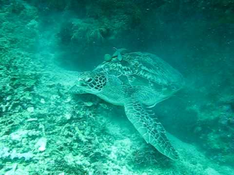 Green Turtle - Balicasac Island in Bohol Philippines