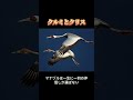クルミとクリスの感動物語