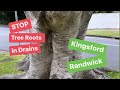 How to Stop Tree Roots in Drains Kingsford