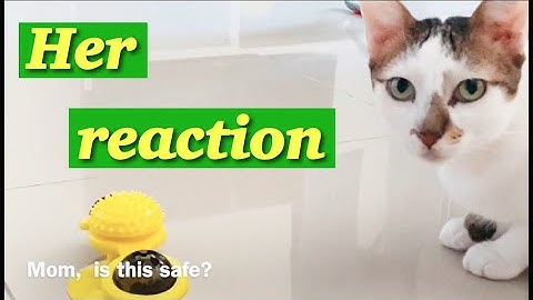 Amazon windmill cat toy