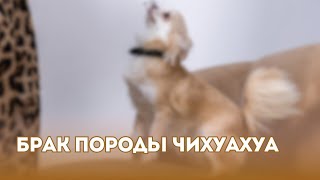 картинка: Брак породы чихуахуа