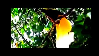 Kicau Master Burung Cendrawasih || Bird Of Paradise
