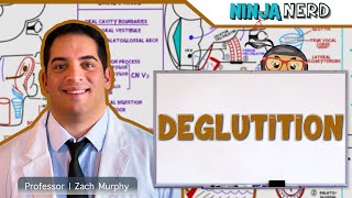 Gastrointestinal | Deglutition (Swallowing)