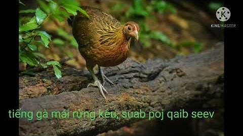 tiếng gà mái rừng gọi trống hay nhất, suab poj qaib seev zoo, เสียงไก่ป่าตัวเมยร้องดีมาก