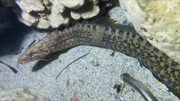 Diving under the sea to catch eels, crabs and sea cucumbers | Part 119-1