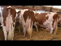 Aujla dairy farm  top quality red friesian cow  gaushala  livestock farming  pk janwar mandi