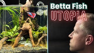 Planted Betta Fish TANK BUILD - The Driftwood UTOPIA