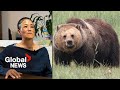 “I’m going to die”: Couple survives terrifying attack by Grizzly on BC hike