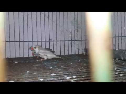 smart Java bird