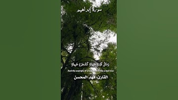 ألم تر كيف ضرب الله مثلا كلمة طيبة كشجرة - [ ٢٤ - ٢٧ : إبراهيم ]- تلاوة جميلة للقارئ فهد المحسن