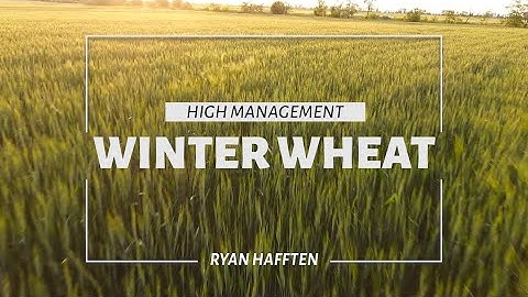 High Management Winter Wheat