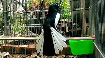 Choè than mồi hót réo kích bổi ức chế đấu lại | Chòe than hót giọng rừng cực phê #choethan