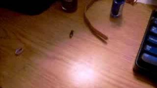 Jumping Bug