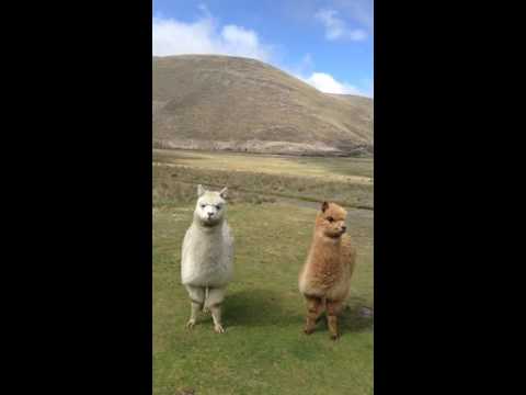 Wild mountain lamas in their natural habitat