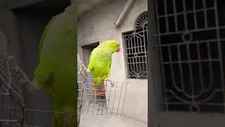 parrot talking #parrot #talkingparot #funnybirds #funnyvideo #parrottalking #birds #mithu #petbird
