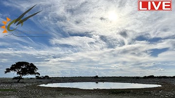 Namibia: Live stream at the Okaukuejo waterhole in Etosha National Park, Namibia