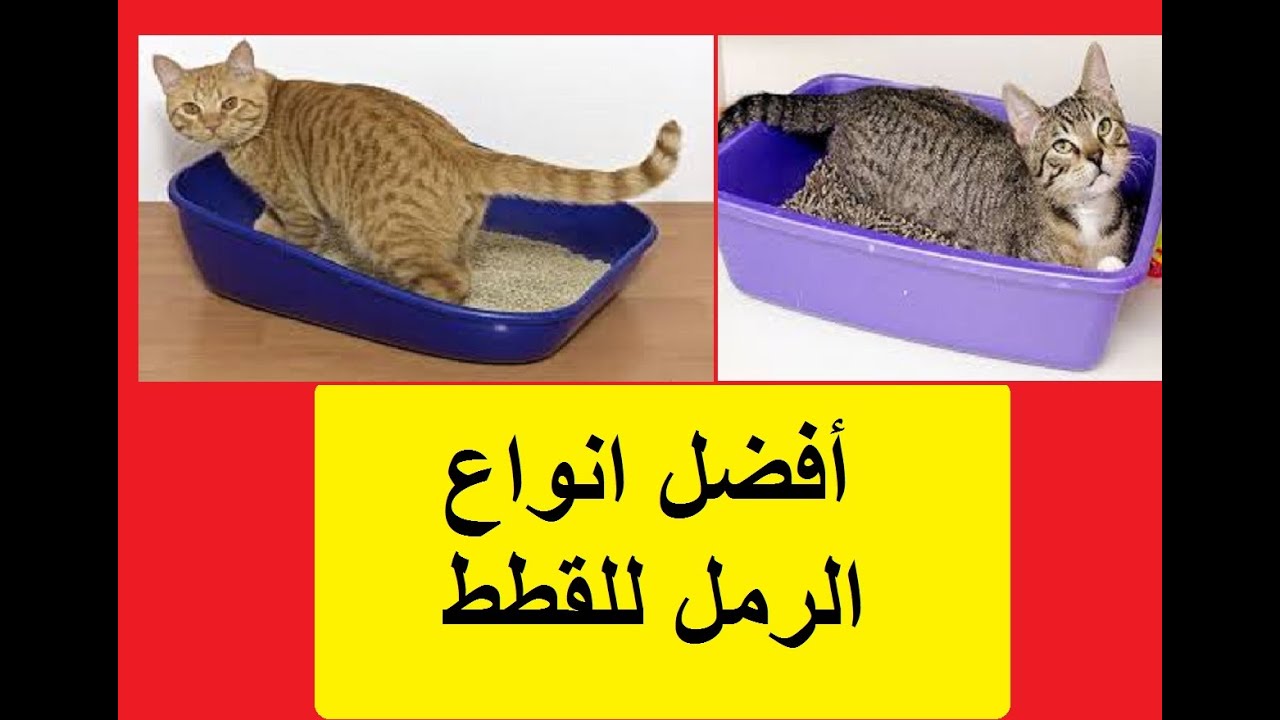 افضل 3 انواع رمل القطط للإستخدام في المنزل Youtube