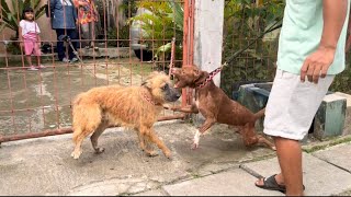 KING FLOKI IS ANGRY SEEING A DOG BITE ITS OWN OWNER ‼️