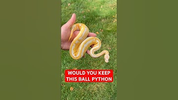 Would you KEEP this Ball Python!?
