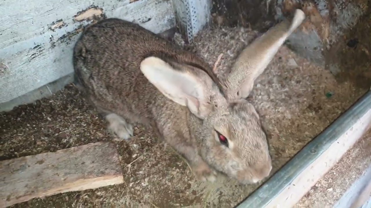 Ce rasa de iepuri e cea mai sanatoasa - The healthiest breed of rabbit FGB Ep. 561