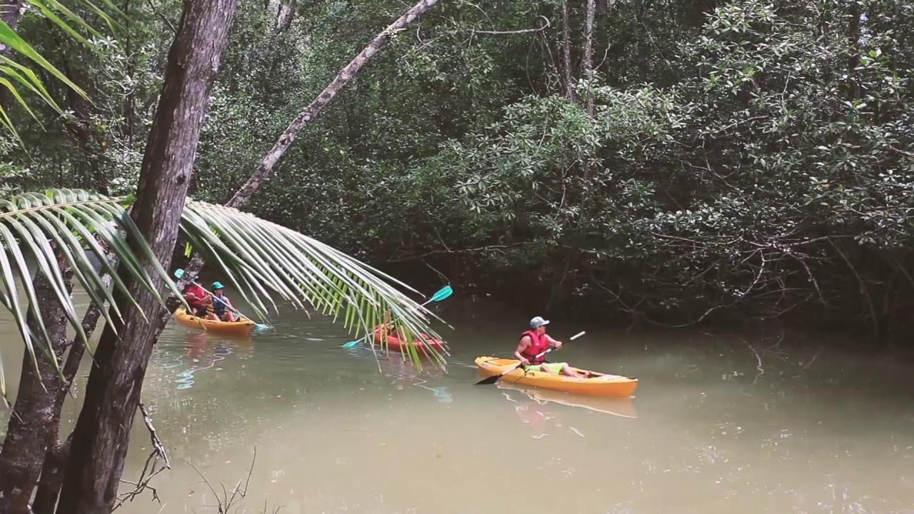 Iguana Tours Damas Island Mangrove Kayak and Boat Tours YouTube