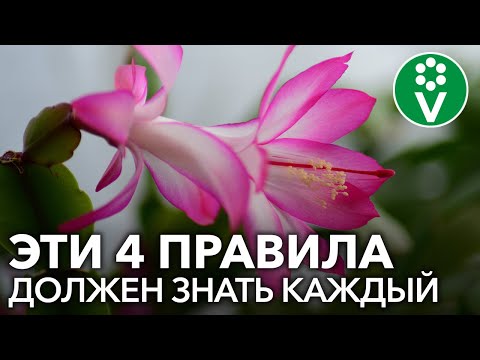 Видео: Как ухаживать за комнатными растениями зимой