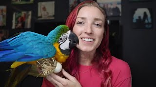 Meet Baby Beau The Macaw!!