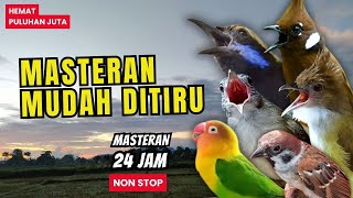 Masteran Ampuh Mudah Ditiru Anti Stress Untuk Burung Murai Batu