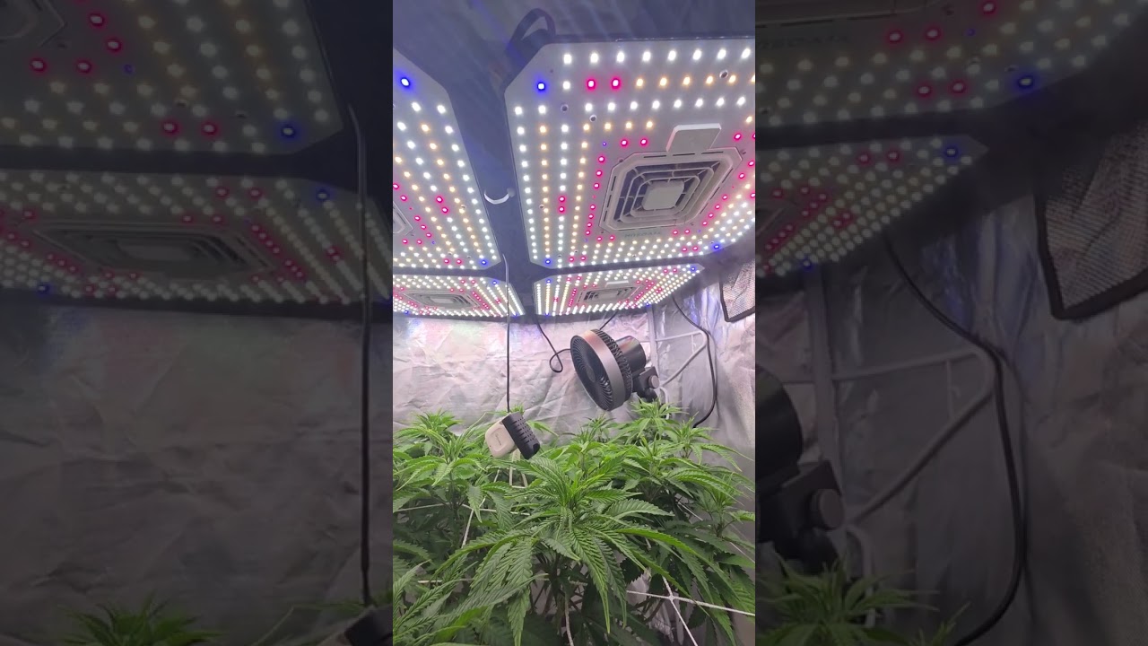 Cannabis and Purple Stems