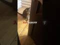 ヒョウを発見した女性