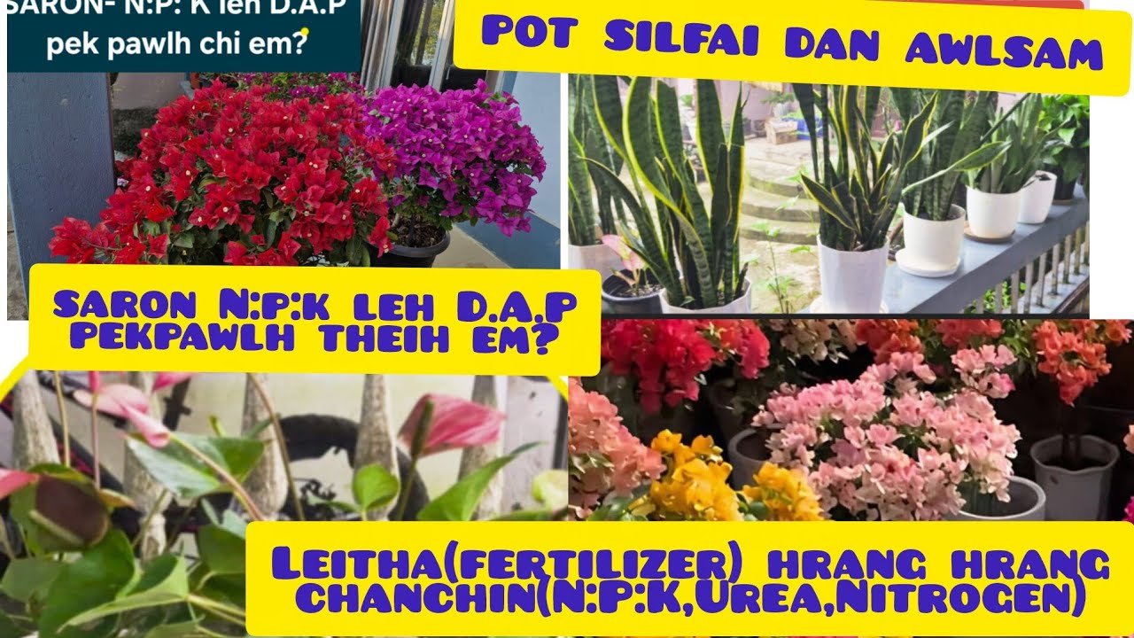 LEITHA(fertilizer) chi hrang  hrang leh ahman dan tur.Pot tihfai dan awlsam🎉♥️